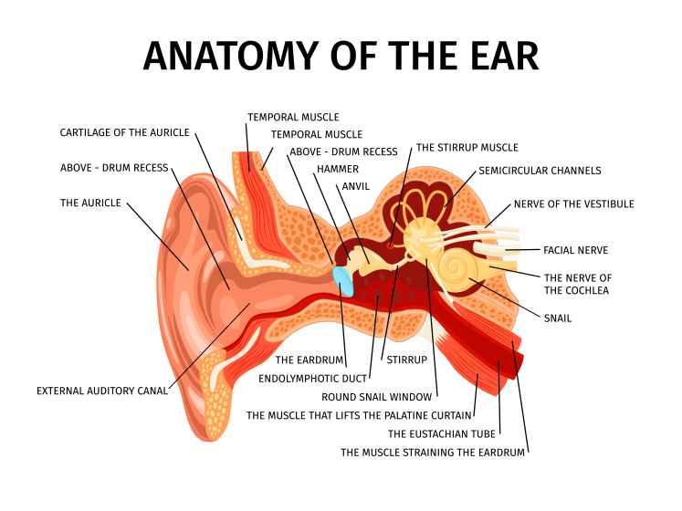 Ear Infections in Children: When to See a Specialist | Home of Healthcare Ear Infections in Children: When to See a Specialist | Home of Healthcare